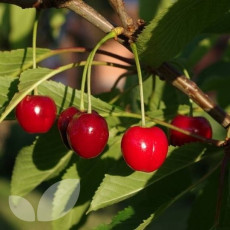 Cherry Stella Cherry Stella