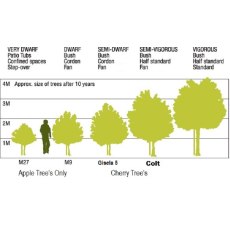 Colt Rootstock Colt Rootstock