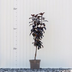 Crab Apple Aros Crab Apple Aros