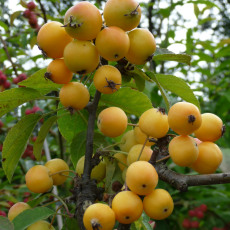 Crab Apple Golden Hornet Crab Apple Golden Hornet