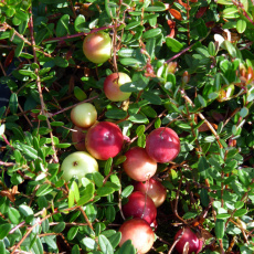 Cranberry Pilgrim Cranberry Pilgrim