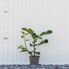 Fig Brunswick - 4 Litre Fig Brunswick - 4 Litre