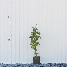 Goji Berry Goji Berry