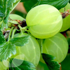 Gooseberry Hinnomaki Green Gooseberry Hinnomaki Green