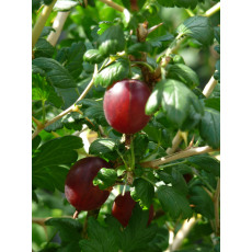 Gooseberry Hinnomaki Red Gooseberry Hinnomaki Red