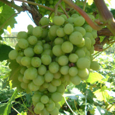 Grape Bianca - 3 Litre Container Grape Bianca - 3 Litre Container