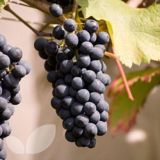 Grape Cabernet Cortis - 3 Litre Container Grape Cabernet Cortis - 3 Litre Container