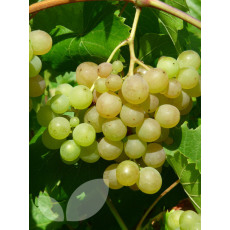 Grape Phoenix - 3 Litre Container Grape Phoenix - 3 Litre Container