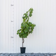 Grape Phoenix - 3 Litre Container Grape Phoenix - 3 Litre Container