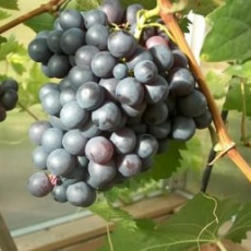 Grape Regent - 2 Litre 50cm+ Grape Regent - 2 Litre 50cm+