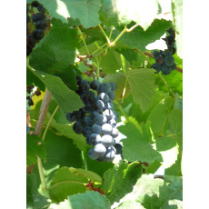 Grape Rondo - 3 Litre Container Grape Rondo - 3 Litre Container