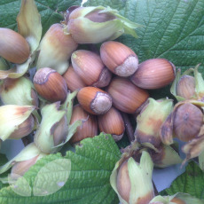 Hazel Kent Cob Hazel Kent Cob