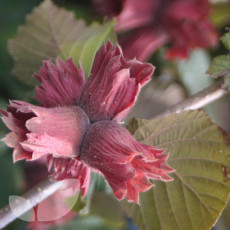 Hazel Red Filbert Hazel Red Filbert