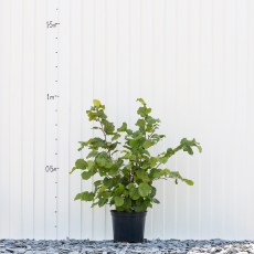 Hazel Webbs Prize Cob Hazel Webbs Prize Cob