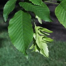 Hedging Carpinus Betulus (Hornbeam) - Bare Root Hedging Carpinus Betulus (Hornbeam) - Bare Root