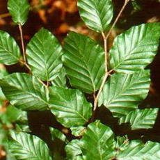 Hedging Fagus Sylvatica (Green Beech) - 2/3 Feet Bare Root Hedging Fagus Sylvatica (Green Beech) - 2/3 Feet Bare Root