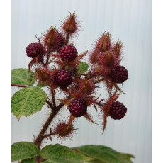 Japanese Wineberry Japanese Wineberry