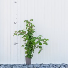 Japanese Wineberry Japanese Wineberry