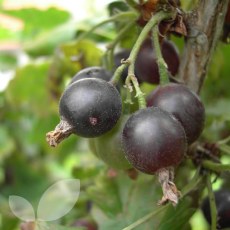 Jostaberry 2 Litre Jostaberry 2 Litre