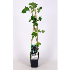 Jostaberry 2 Litre Jostaberry 2 Litre