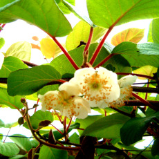 Kiwi Jenny - 4 Litre Kiwi Jenny - 4 Litre