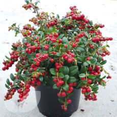 Lingonberry Fireballs - 2 Litre Lingonberry Fireballs - 2 Litre