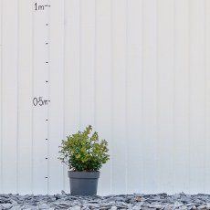 Lingonberry Fireballs - 2 Litre Lingonberry Fireballs - 2 Litre