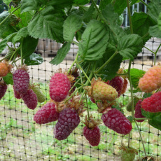 Loganberry Thornless LY654 Loganberry Thornless LY654