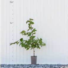 Loganberry Thornless LY654 Loganberry Thornless LY654