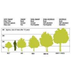 M26 Rootstock M26 Rootstock