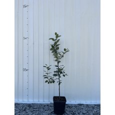 M26 Rootstock M26 Rootstock