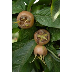 Medlar Nottingham Medlar Nottingham