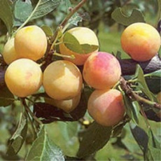 Mirabelle de Nancy Mirabelle de Nancy