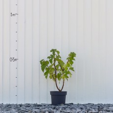 Mulberry Morus Nigra Mulberry Morus Nigra