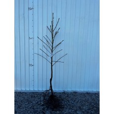 Nectarine Lord Napier Nectarine Lord Napier