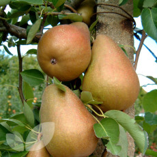 Pear Beurre Hardy Pear Beurre Hardy