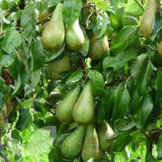 Pear Conference Pear Conference