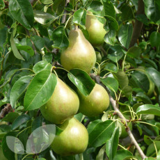 Pear Doyenne du Comice Pear Doyenne du Comice