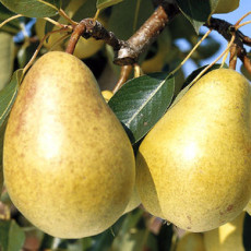 Pear Improved Fertility Pear Improved Fertility