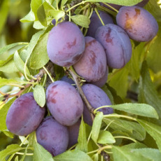 Plum Marjories Seedling St Julien A Plum Marjories Seedling St Julien A