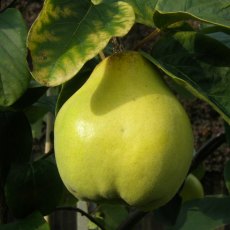 Quince Vranja Quince Vranja