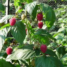 Raspberry Autumn Bliss Raspberry Autumn Bliss