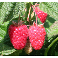 Raspberry Cascades Delight Raspberry Cascades Delight