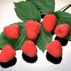 Raspberry Polka Raspberry Polka