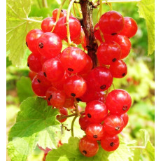 Redcurrant Laxtons No 1 Redcurrant Laxtons No 1