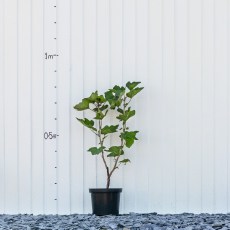 Redcurrant Laxtons No 1 Redcurrant Laxtons No 1