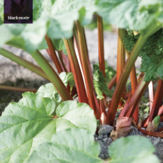 Rhubarb Victoria Rhubarb Victoria