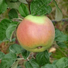 Apple Arthur Turner Apple Arthur Turner