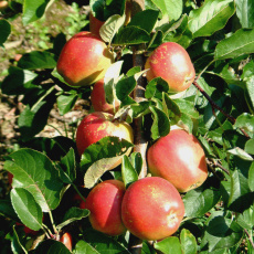 Apple Braeburn Apple Braeburn