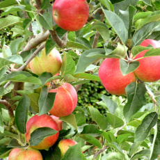 Apple Discovery Apple Discovery